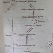 Metabolism