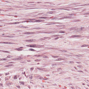 Y2S2 VETS2007 PRAC class