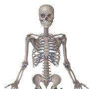 Anatomy Postion