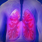 Respiratory System
