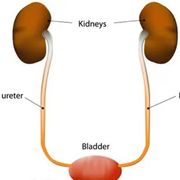 Urinary System