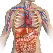 ANATOMY & PHYSIOLOGY