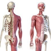 1 Musculoskeletal system