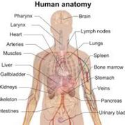 Anatomy & Physiology