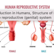 Reproductive
