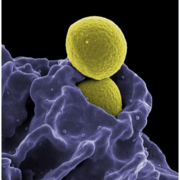 Dermatology-Immunology
