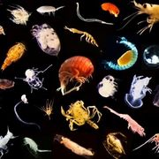 Biologie marine