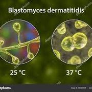 Mycology