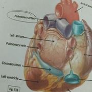 Anatomy