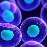 Biology 2: Molecular/ Cellular