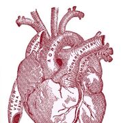 Anatomy/Physiology 1