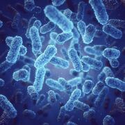 Bacteriology 🧫