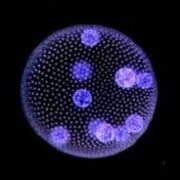 cellbio