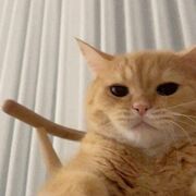 PPFHM-BROLER PRODUCTION (Pages 37-71 & 74-75)