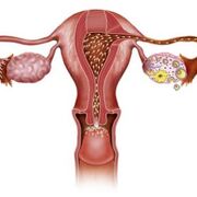 sistema reproductor humano