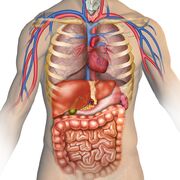 Maryam's Anatomy Cards