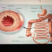 Portage Learning Module 3 Digestive System