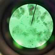 𝐛𝐢𝐨𝐥𝐨𝐠𝐲 𝟐𝟎𝟐𝟑-𝟐𝟎𝟐𝟓