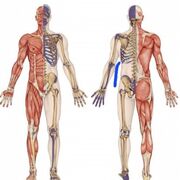anatomia