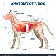 Anatomy and Physiology