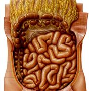 Anatomía de Aparatos y Sistemas 22-23  (resumido)_Yao
