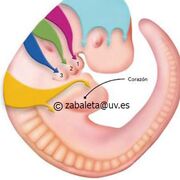 Embriología 22-23 (RESUMIDO)