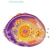 Biology Fundimentals