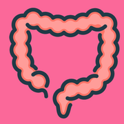 The Digestive System