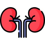 Renal