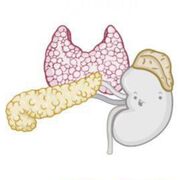 SMLE | Endocrine 🧪