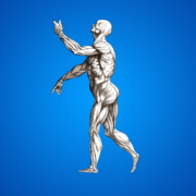 Anatomía