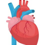 Anatomy and Physiology