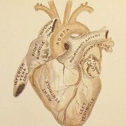 Anatomy