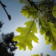 Basic Wappo Vocabulary