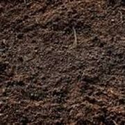 DIRT