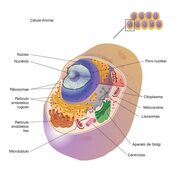 Bioquímica