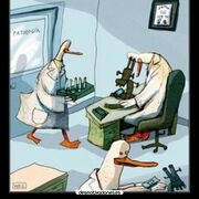 Patología