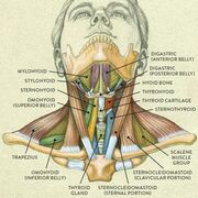 Anatomía