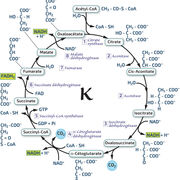 Cours de biochimie