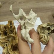 Quiz Anatomy
