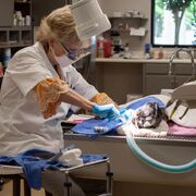 Veterinary Hospital Procedures