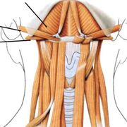 muscles supra-hyoidiens