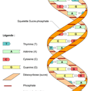 Nucléotides