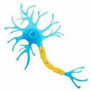 BIO 3.6 - organisms respond to changes in environments