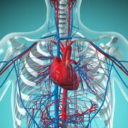 Cardiovascular study guide