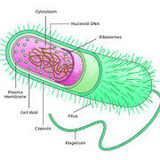 MicroBio