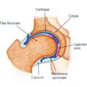 1.2 Arthrologie (Fanélie)