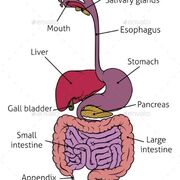 Digestive System