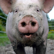 Lord of the Flies GCSE