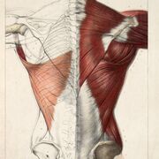 Anatomy 2
